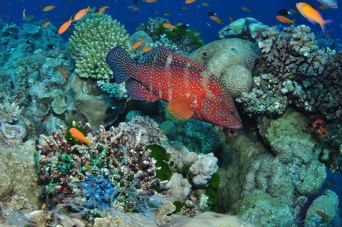 Steve's Bommie Dive Site - Holiday Cairns 0