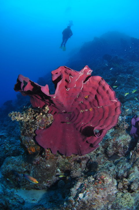 Steve's Bommie Dive Site - Holiday Cairns 1