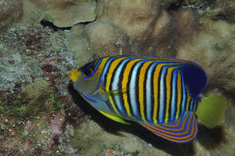 Steve's Bommie Dive Site - Holiday Cairns 2