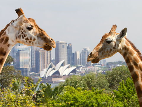 Taronga Zoo Combo Pass - Holiday Cairns 0