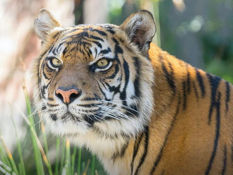 Taronga Zoo Combo Pass - Holiday Cairns 2