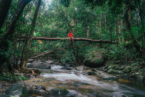 Wet Tropics Rainforest - Holiday Cairns 1