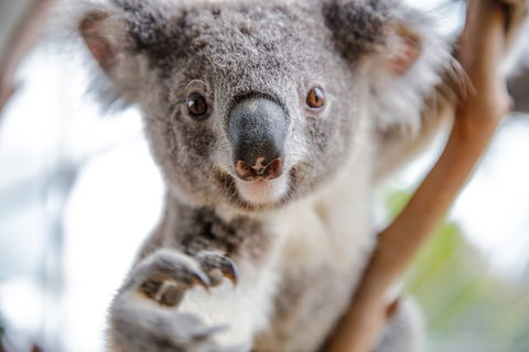 Wild Life Sydney Zoo - Holiday Cairns 0