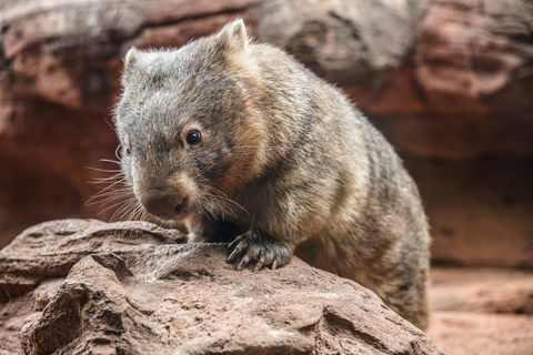 Wild Life Sydney Zoo - Holiday Cairns 2
