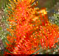 Wongan Hills Wildflowers - Holiday Cairns