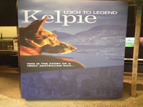 Australian Kelpie Centre - Holiday Cairns 1