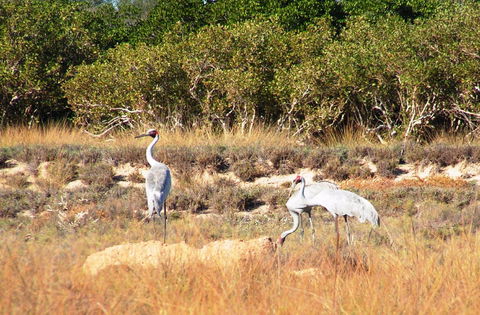 Cape Keraudren Nature Reserve - Holiday Cairns 0