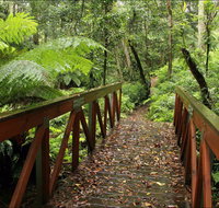 Goodenia Rainforest Walking Track - Holiday Cairns