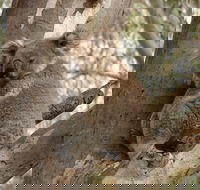 Koala Spotting Narrandera - Holiday Cairns