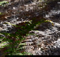 Langwarrin Flora and Fauna Reserve Walking Trails - Holiday Cairns