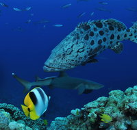 Osprey Reef - Holiday Cairns