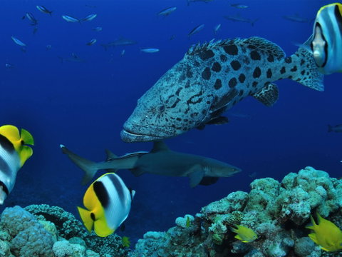 Osprey Reef - Holiday Cairns 0