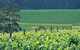 The South West Nature And Wine Drive - thumb 2