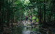 Tropical North Queensland - thumb 1