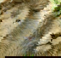 Darling Downs Zoo - Holiday Cairns