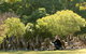 Lone Pine Koala Sanctuary - thumb 0