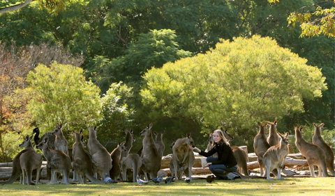 Lone Pine Koala Sanctuary - Holiday Cairns 0
