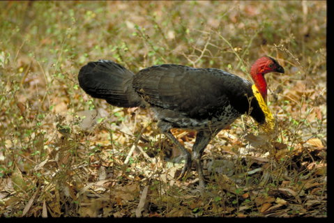 Mount Whitfield Conservation Park - Holiday Cairns 1