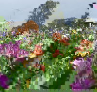 Smokin Heights Iris Display Garden - Holiday Cairns