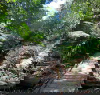 Wirrawilla Rainforest Walk - Holiday Cairns