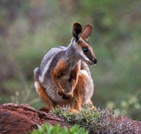 Arkaroola Wilderness Sanctuary - Holiday Cairns