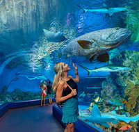 Cairns Aquarium - Holiday Cairns