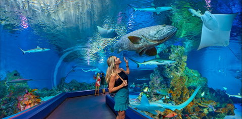 Cairns Aquarium - Holiday Cairns 0