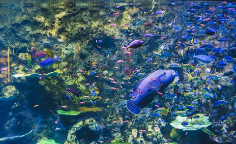 Cairns Aquarium - Holiday Cairns 2