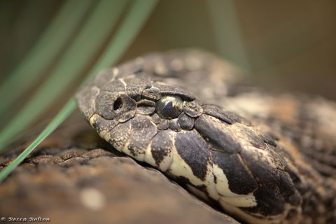 Discover Deadly - Holiday Cairns 0