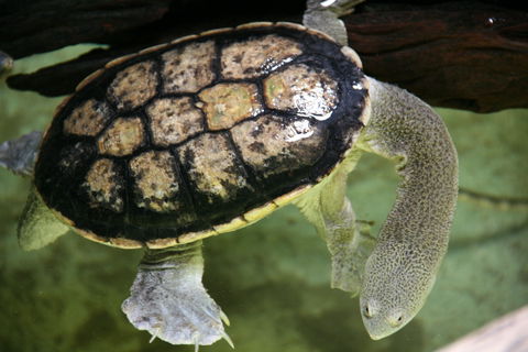 Discover Deadly - Holiday Cairns 1