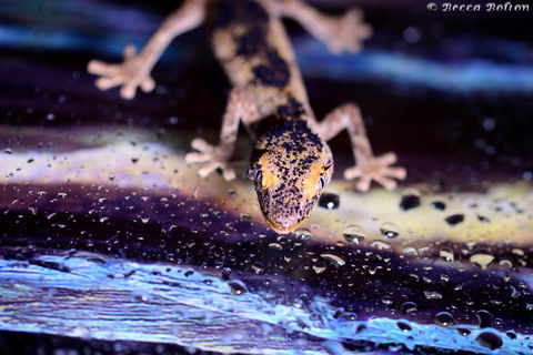 Discover Deadly - Holiday Cairns 2