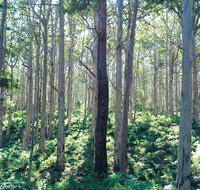 Southern Forests - Holiday Cairns