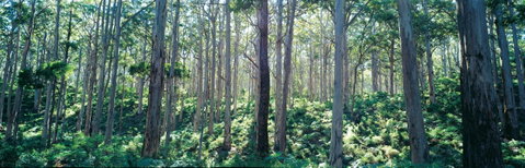Southern Forests - Holiday Cairns 0