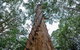 Southern Forests - thumb 2