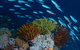 Southern Small Detached Reef Dive Site - thumb 0