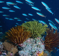 Southern Small Detached Reef Dive Site - Holiday Cairns