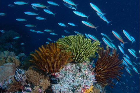 Southern Small Detached Reef Dive Site - Holiday Cairns 0