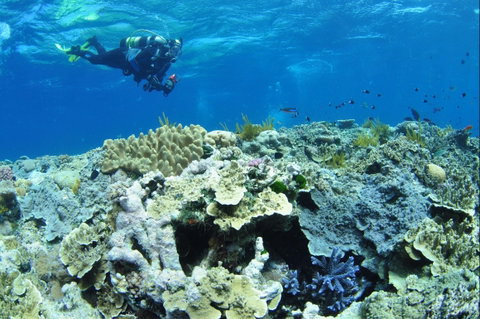 Southern Small Detached Reef Dive Site - Holiday Cairns 1