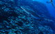 Southern Small Detached Reef Dive Site - thumb 2
