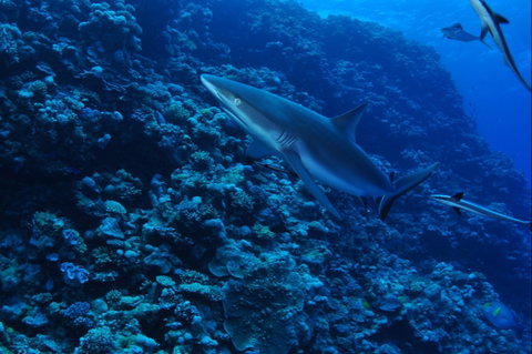 Southern Small Detached Reef Dive Site - Holiday Cairns 2