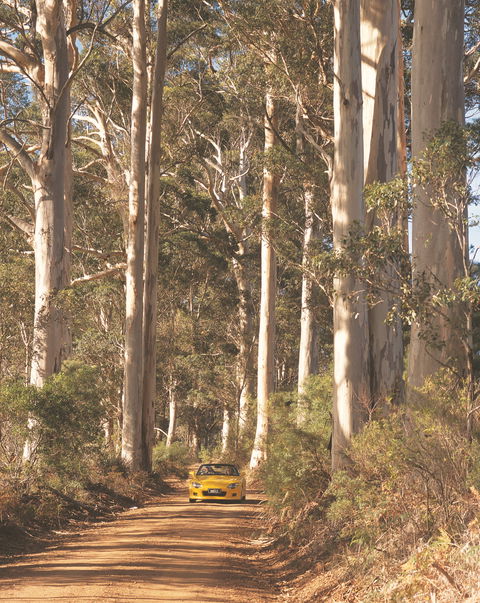 The Great Forest Trees Drive - Holiday Cairns 0