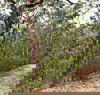 Yango Walking Track - Holiday Cairns