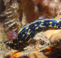 Cochrane Artificial Reef Dive Site - Holiday Cairns