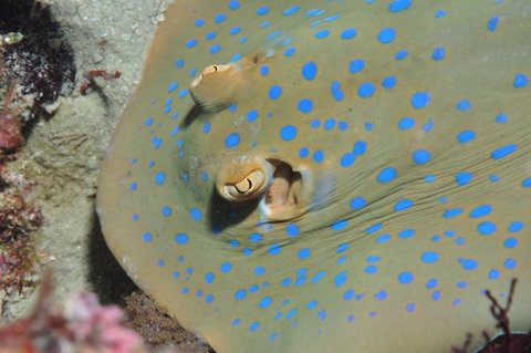 Jorgey's Patch Dive Site - Holiday Cairns 0