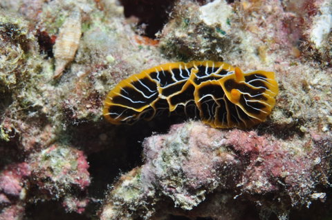 Jorgey's Patch Dive Site - Holiday Cairns 1
