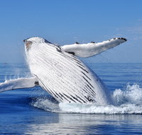 Marine Life Encounters - Holiday Cairns