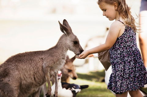 Oakvale Wildlife Park - Holiday Cairns 1