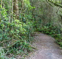 Rainforest Walking Track Roberston Nature Reserve - Holiday Cairns