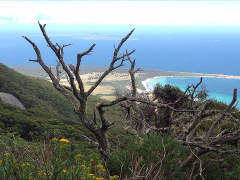 Strzelecki Peaks Great Short Walk - Holiday Cairns 0