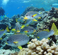 Twin Peaks Dive Site - Holiday Cairns